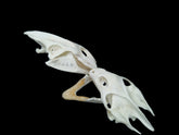Soft-Shelled Turtle Skull | Natural Animal Bone Specimen